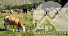 malga_montasio_226x120